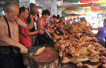 Mỗi năm, có hàng nghìn con chó bị giết vào lễ hội thịt chó mừng ngày hạ chí ở Ngọc Lâm.